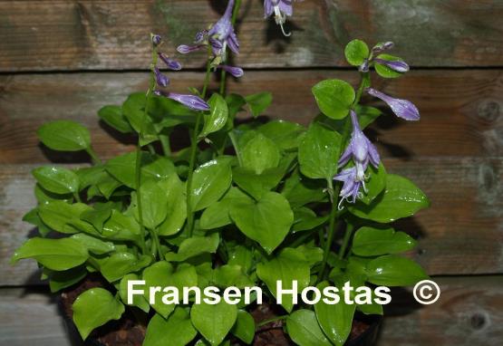 Hosta Glass Hearts